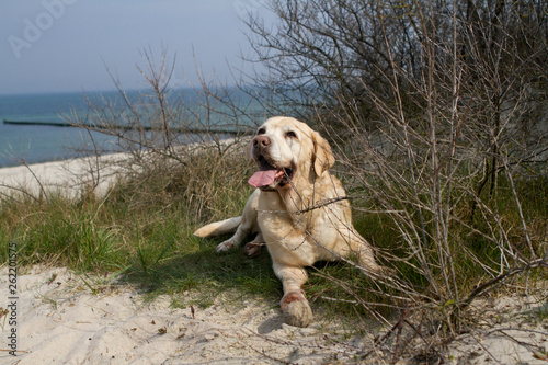 Labrador am Strand