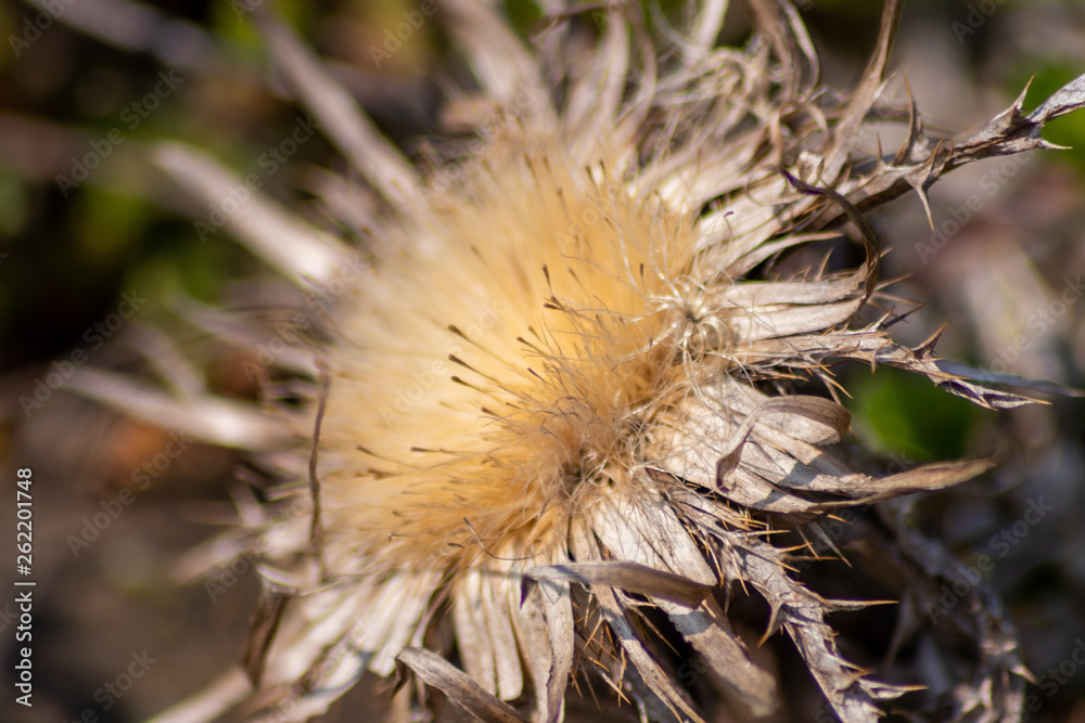Verblühte Blume zeigt ihre abflugbereiten Samen Verblühte Blume zeigt ihre abflugbereiten Samen