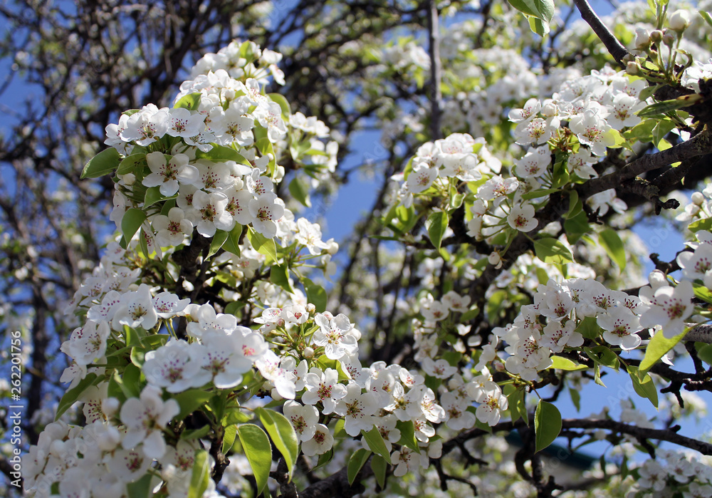 pink cherry blossom flower in spring time over blue sky. pink cherry blossom flower in spring time over blue sky.