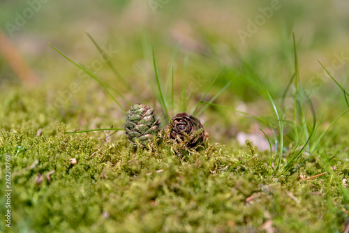 Conifer pine cones in a natural outdoor woodland environment. © Rob Thorley