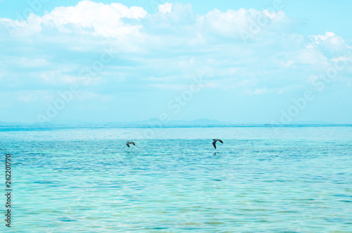 gabbiani neri volano sopra oceano © Kateryna Kovarzh
