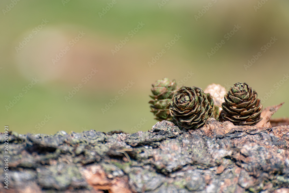 Conifer pine cones in a natural outdoor woodland environment.