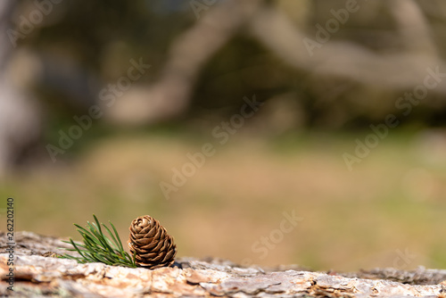 Photos A single isolated conifer pine cone in a natural woodland environment