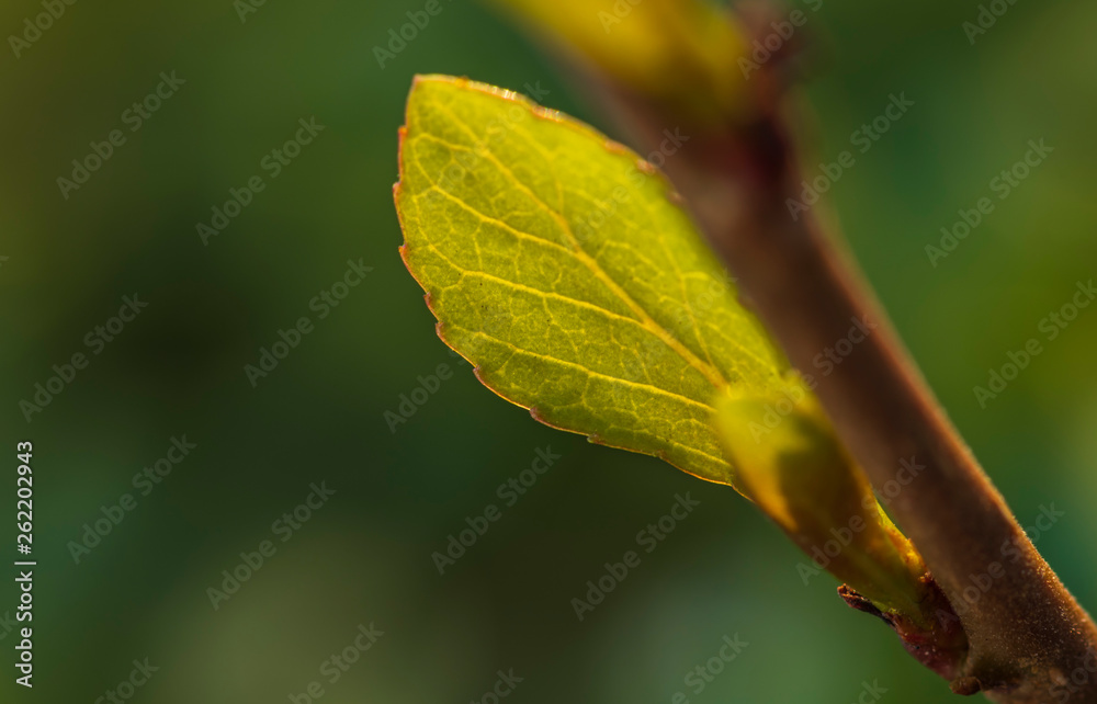 Fototapeta premium A leaf of young poplar in the sunlight