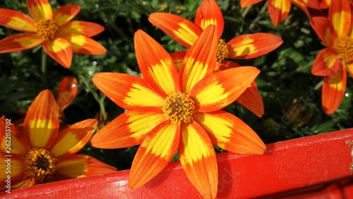 Spring blossom orange
