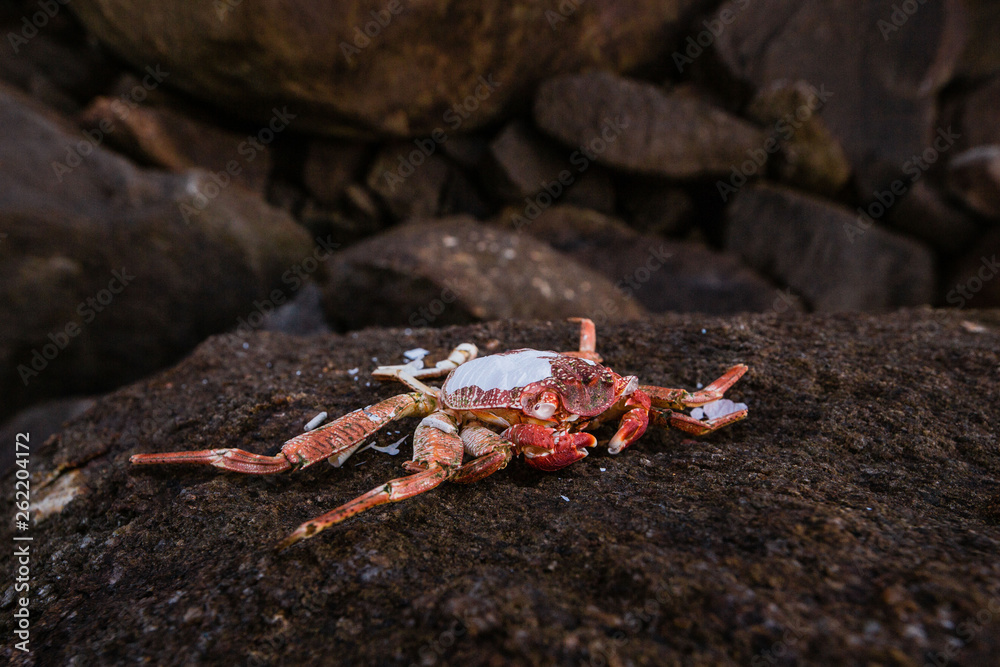 dead red crab on stone