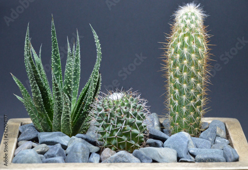 Cactus and Succulents in handmade pots