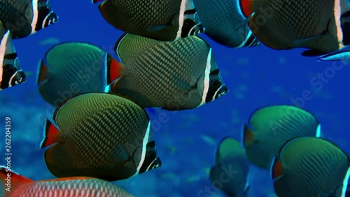 Group of redtail butterflyfish or Pakistani butterflyfish (Chaetodon collar) in a coral reef, Maldives, Indian Ocean, slow motion photo
