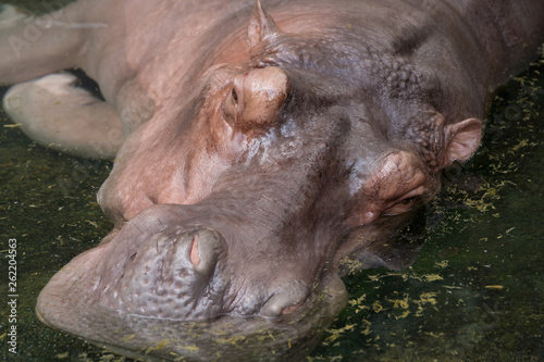 hippo in water