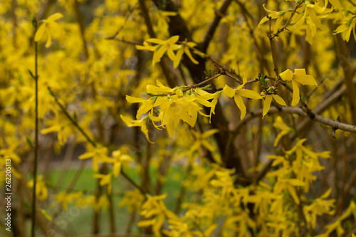 Easter tree or Forsythia blossoming