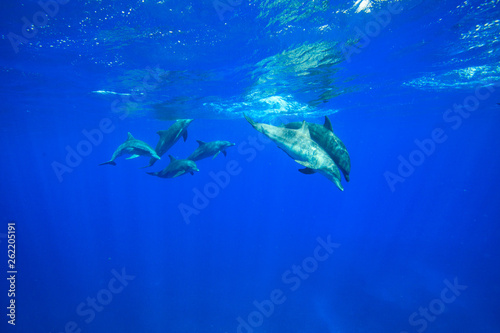 小笠原の青い海を泳ぐミナミハンドウイルカ © shota