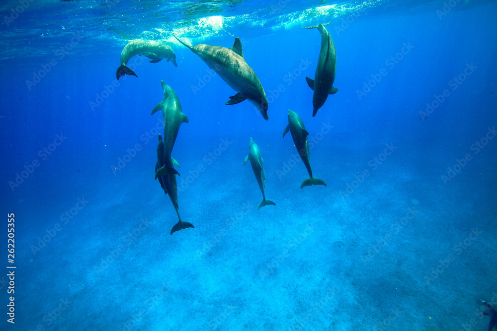 Fototapeta premium 小笠原の青い海を泳ぐミナミハンドウイルカ