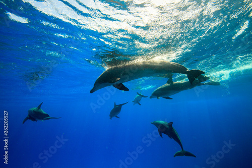 小笠原の青い海を泳ぐミナミハンドウイルカ