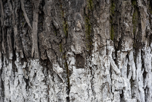 Fototapeta Naklejka Na Ścianę i Meble -  Rough tree bark with white paint