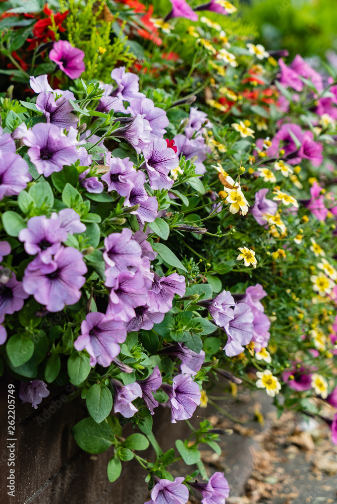 flowers in the pot outdoor
