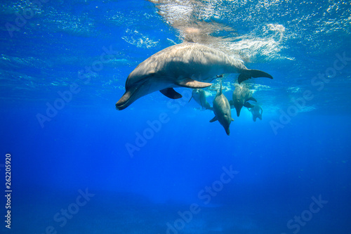 小笠原の青い海を泳ぐミナミハンドウイルカ © shota