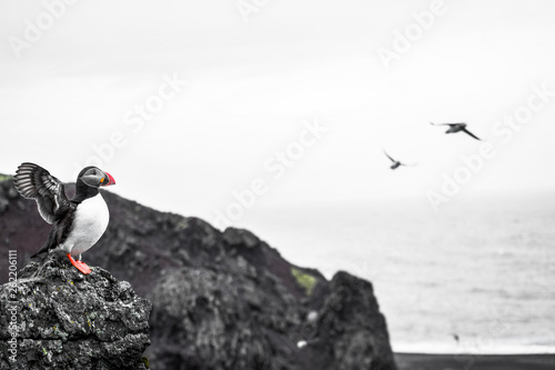 Puffin