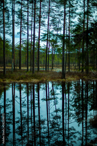 reflection of trees in water