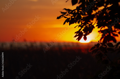 tree leaves in sunset