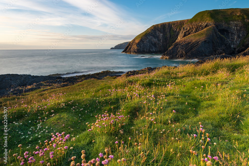Beautiful coastal view with flowers ,Ceibwr Bay, Pembrokeshire, Wales