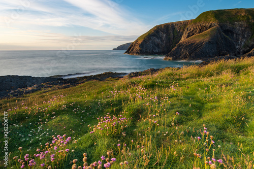 Beautiful coastal view with flowers ,Ceibwr Bay, Pembrokeshire, Wales