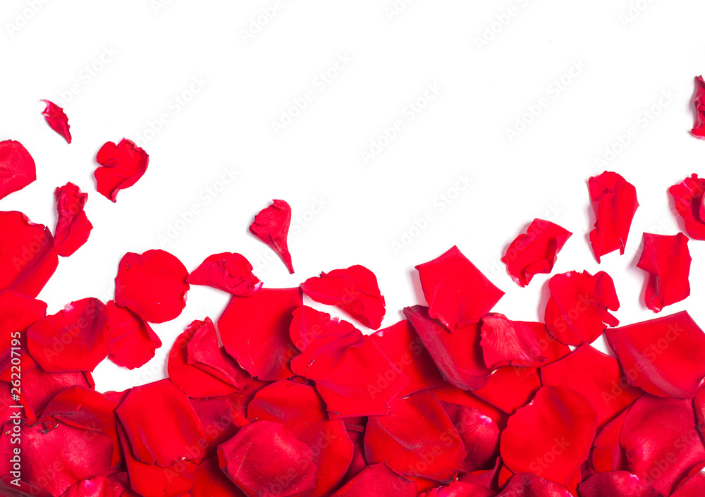 Whire background with red rose petals Whire background with red rose petals