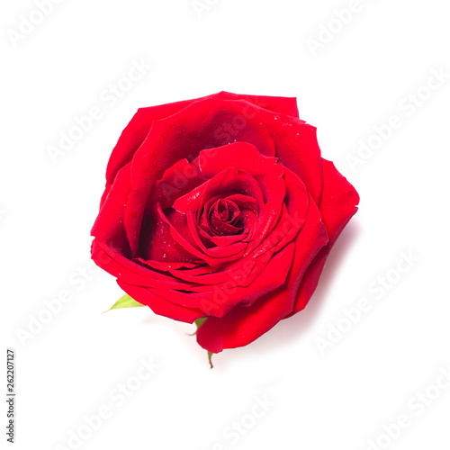 Fototapeta Naklejka Na Ścianę i Meble -  Red rose on white background
