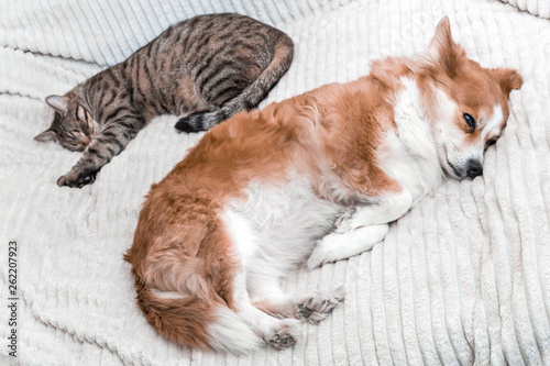 Portrait of a sleeping dog and a cat together on the bed close-up
