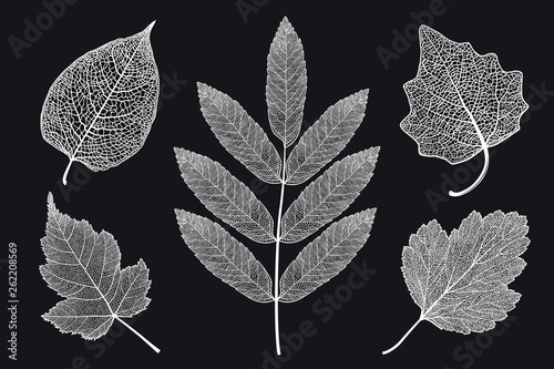 Vector set of skeletonized leaves on a black background. The graphic element may be used as a design background, business cards, postcards, etc.