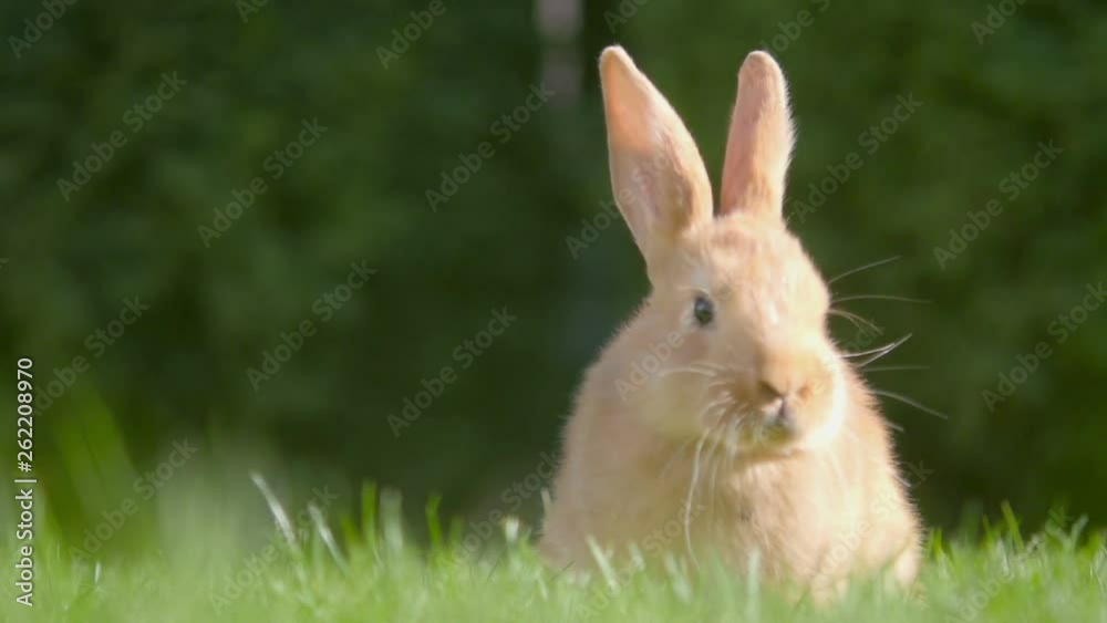 beautiful little rabbit resting in the garden