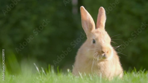 beautiful little rabbit resting in the garden