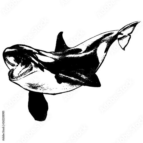 Killer whale hand drawn vector illustration on white background
