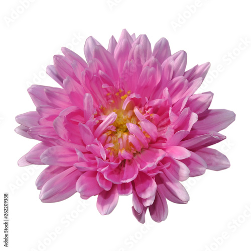 Big beautiful flower pink aster isolated in the white