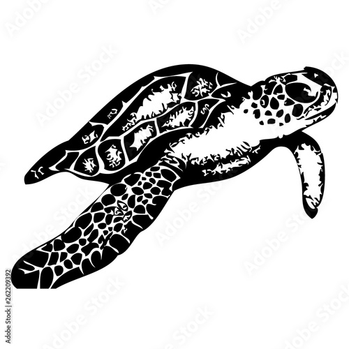 Turtle hand drawn vector illustration on white background