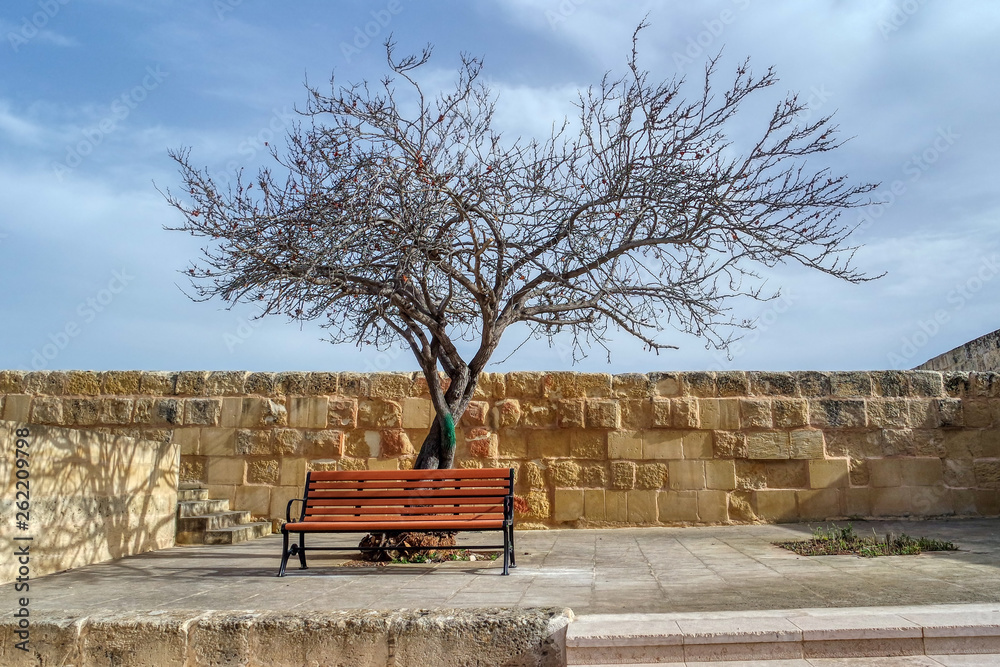 Bench and tree at viewpoint terrace in Birgu (Vittoriosa), Malta
