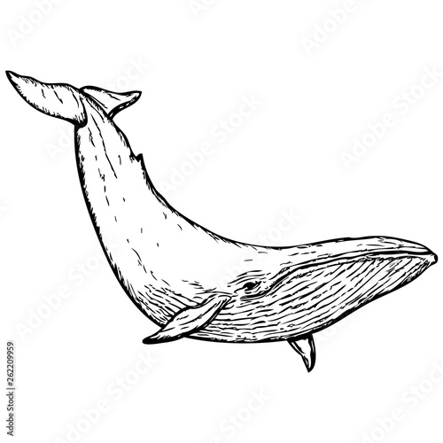Whale hand drawn vector illustration on white background