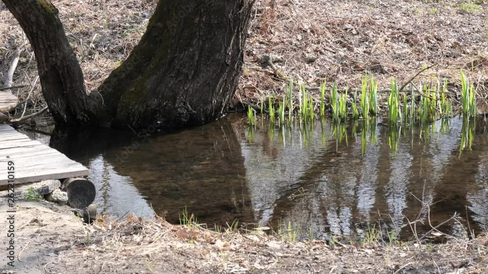 Spring. first greens at a forest stream