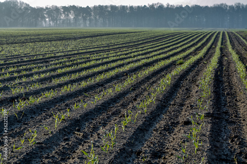 Morning spring landscape with newly plowed field with young corn sprounts  farmland in  Netherlands  Europe