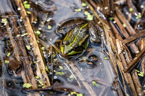 Water Frog Resting in Pond in Springtime