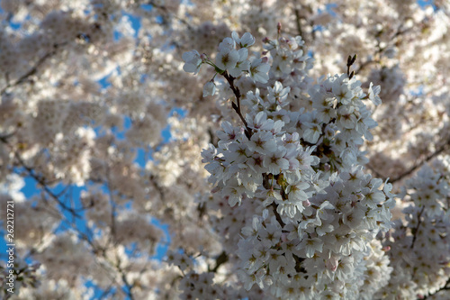 Spring blossom of Japanese white sakura tree
