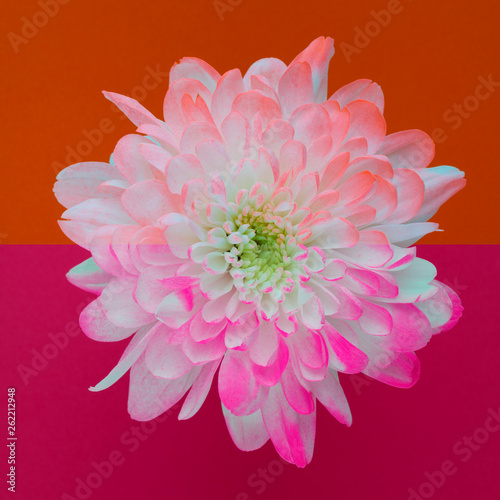 Flat lay with chrysanthemum flower on colorful background