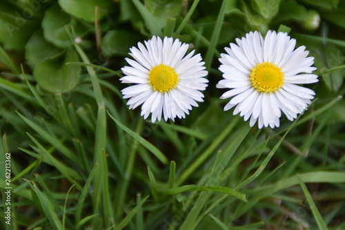 Two white daisies on a green grass 