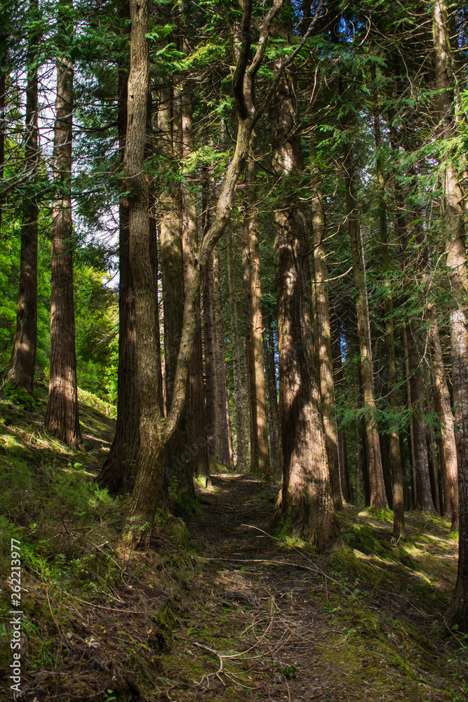 Forest in Sao Miguel, Azores, Portugal. Tall trees. Forest in Sao Miguel, Azores, Portugal. Tall trees.