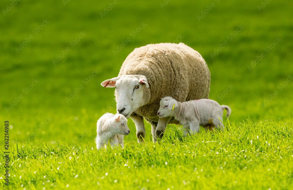 Obraz premium Lambing time. Texel Ewe (female sheep) with her two newborn lambs in Springtime. Lush green meadow in the Yorkshire Dales, England. UK
