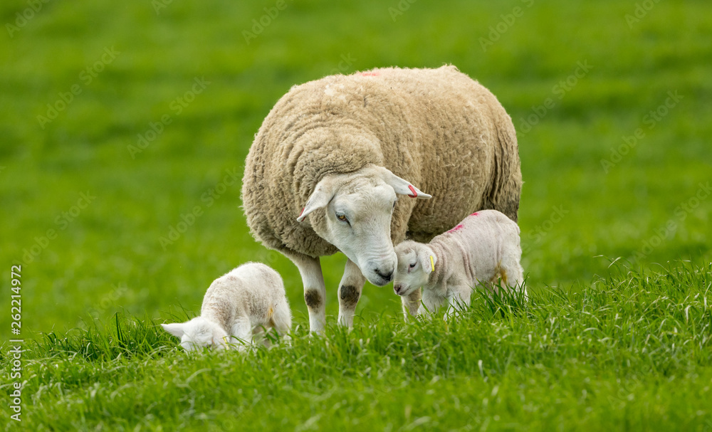 Lambing time. Texel Ewe (female sheep) with her two newborn lambs in lush green meadow. Yorkshire Dales, England. UK. Horizontal, landscape. Space for copy. Lambing time. Texel Ewe (female sheep) with her two newborn lambs in lush green meadow. Yorkshire Dales, England. UK. Horizontal, landscape. Space for copy.