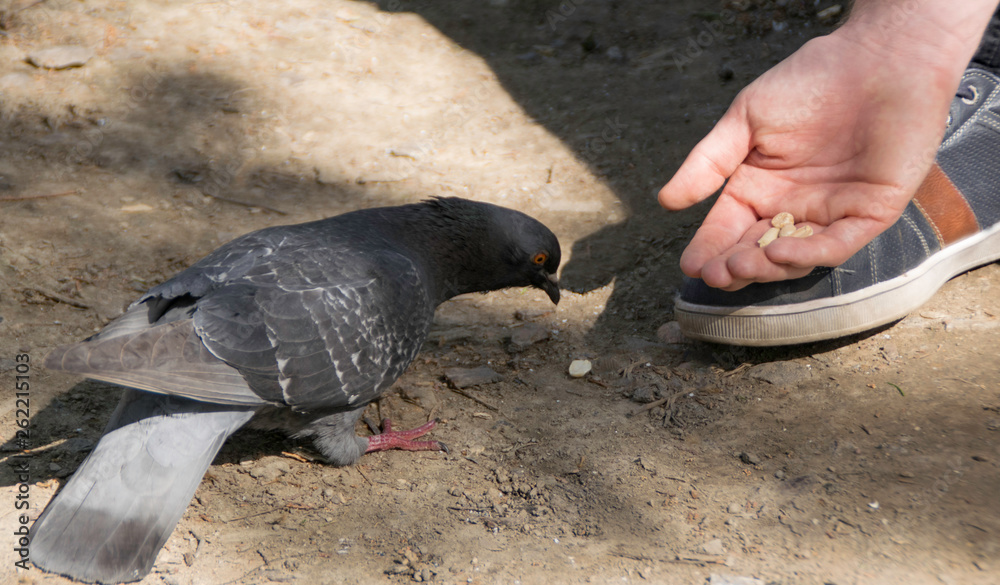 Fototapeta premium The male hand feeds the pigeon in park
