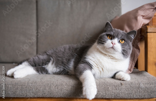 British short-haired cat lying on the sofa © chendongshan
