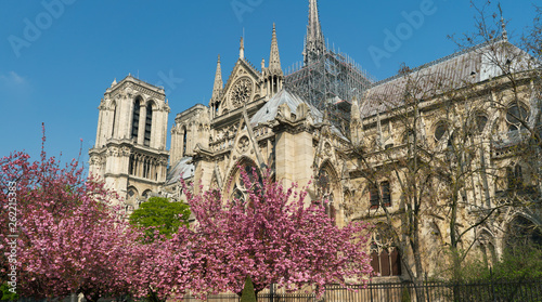 Notre Dame Cathedral surrounded by flowering trees
