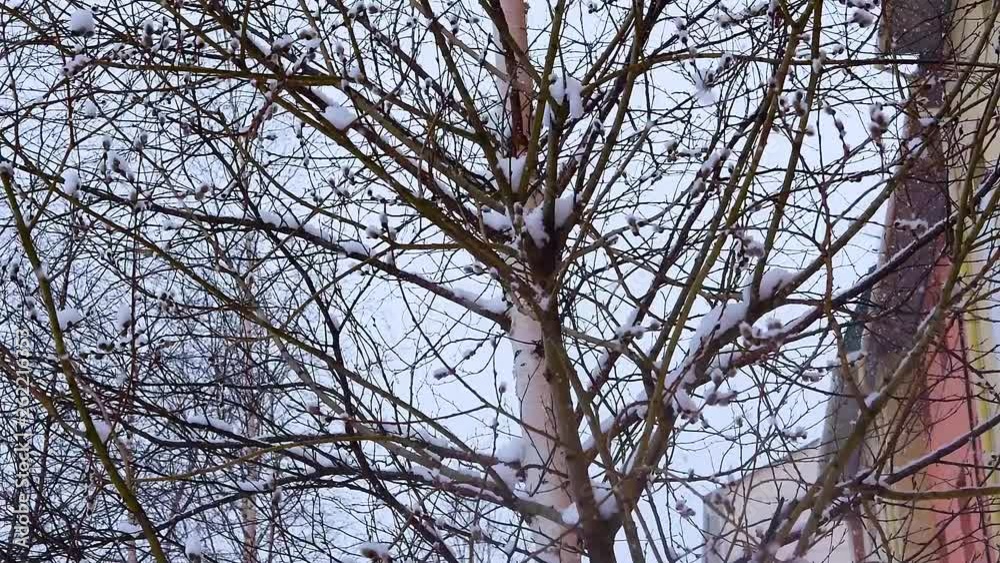Tree branches in the snow during the snow swaying in the wind in early spring, natural background Tree branches in the snow during the snow swaying in the wind in early spring, natural background