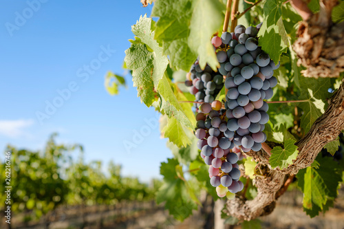 Mourvedre red wine grapes ripening in vineyard on a sunny day photo